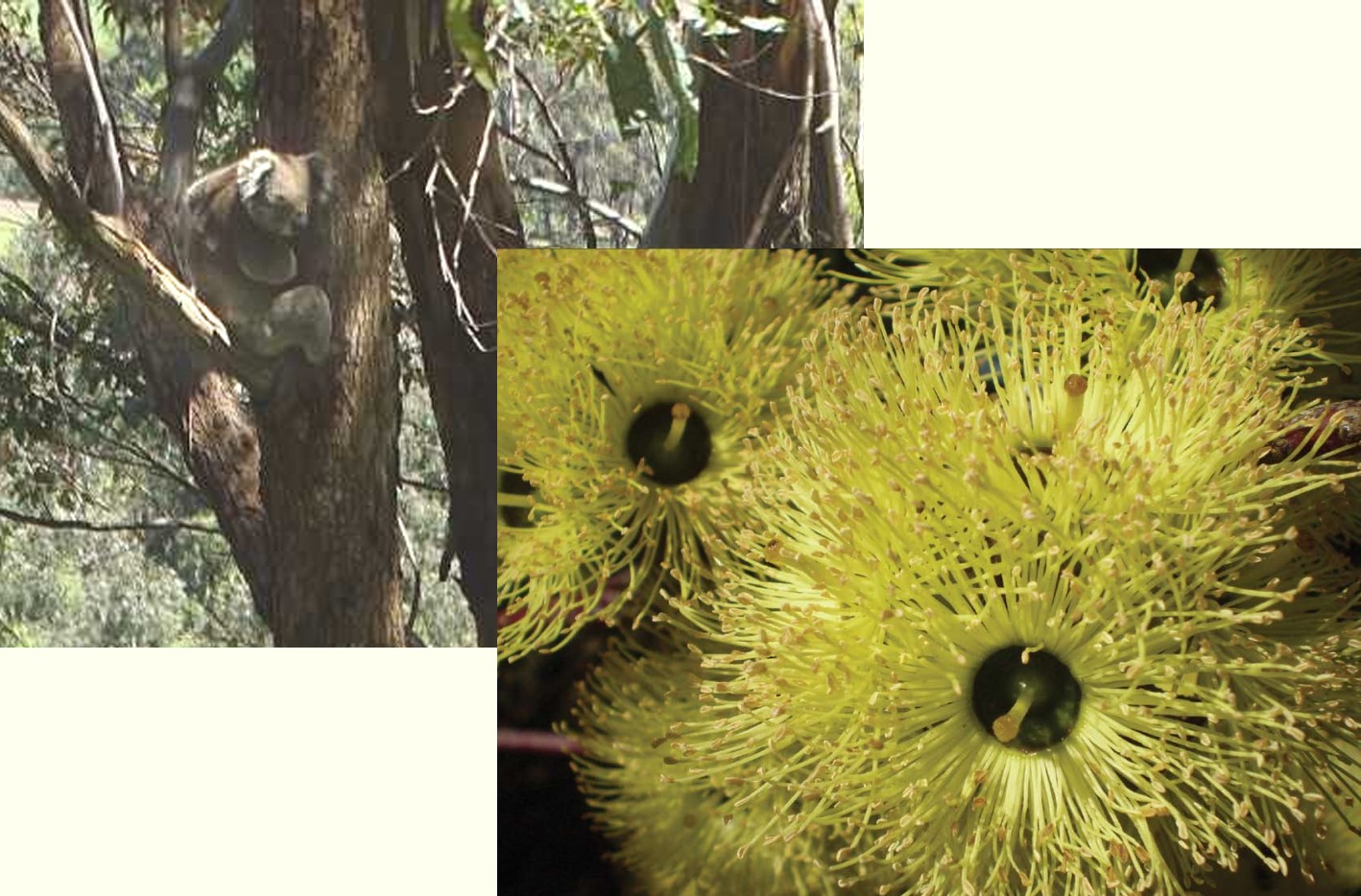 The Peter Francis Points Arboretum