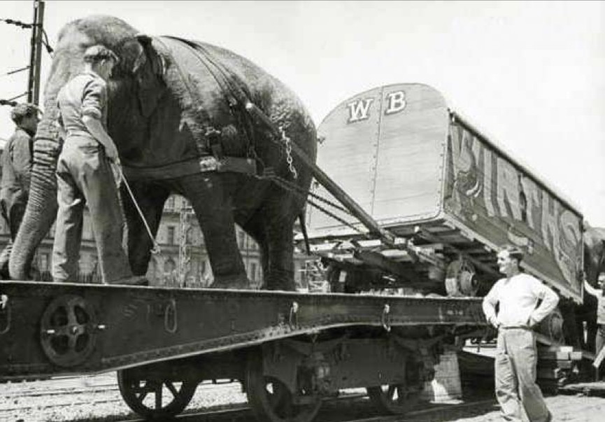 Circus comes to town