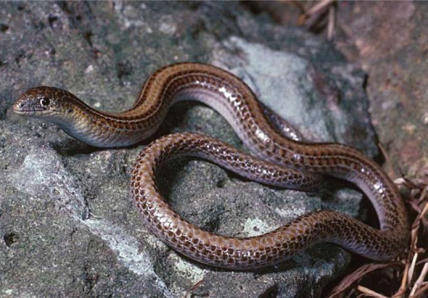 Striped Legless Lizard